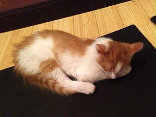 This sweetheart cuddled with my friend’s kiddo for like 40 minutes! Out of an hour!